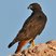Red-tailed Hawk